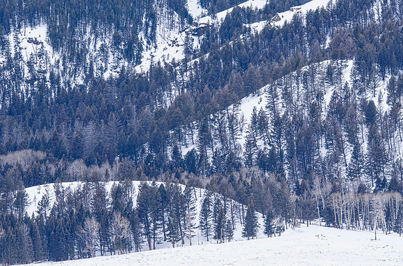 Hillside forest, Lamar Valley
