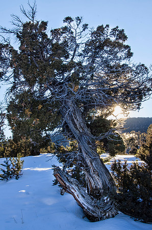 Old juniper