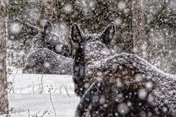 Cow moose and one of two calves