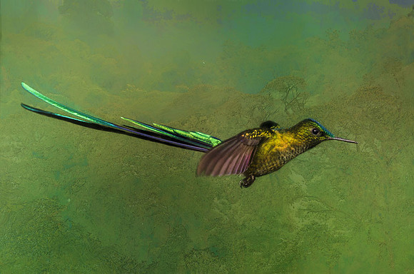 Long-tailed sylph hummingbird