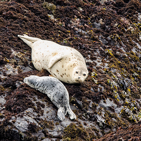 Harbor seal and pup