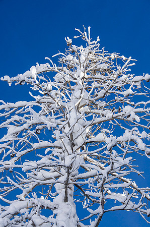 Snow scene