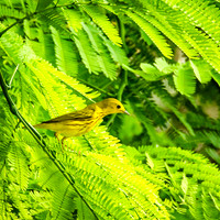 Migrant Yellow warbler