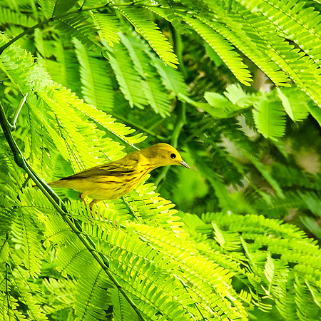Migrant Yellow warbler