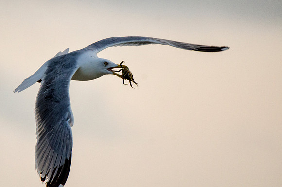 Herring gull with prey