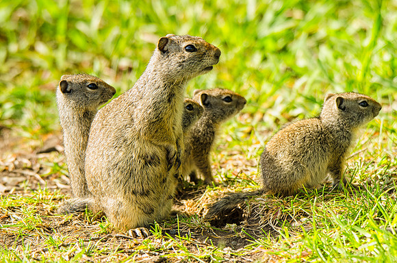 Mamma Uinta ground squirrel and her babies