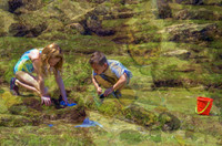 Exploring the Pacific intertidal