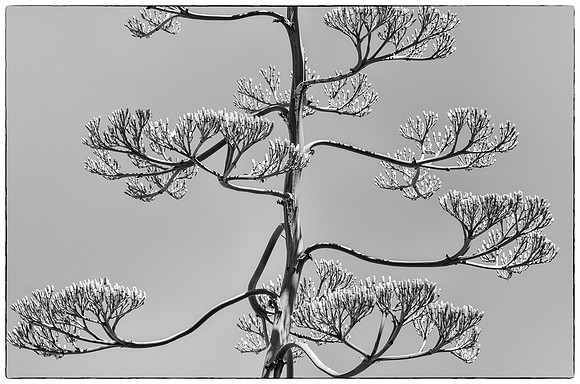 Paniculate agave flowers
