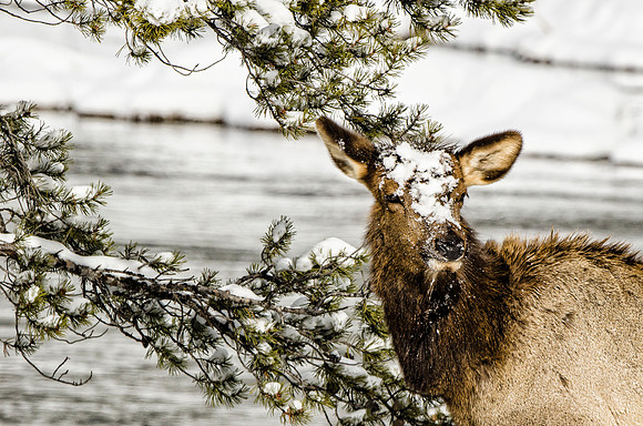 Cow elk browsing #2