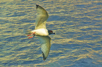 Swallow-tailed gull