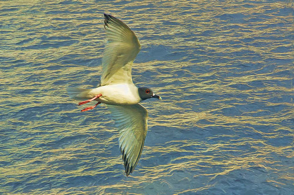 Swallow-tailed gull