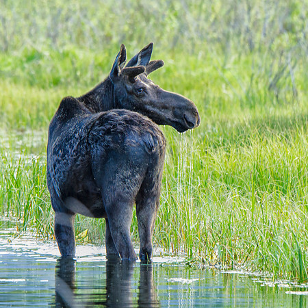 Young male moose