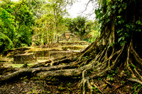 Fig tree and Jaguar Temple
