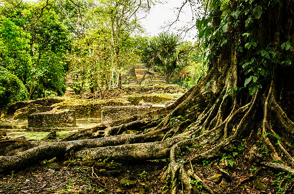 Fig tree and Jaguar Temple