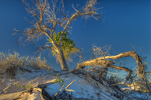 A struggling cottonwood tree