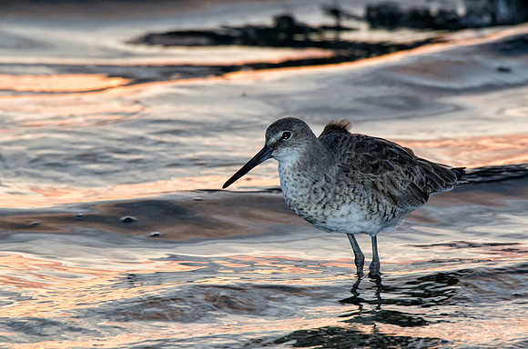 Willet at sunrise