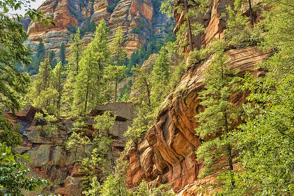 Pines and red rocks, W fork of Oak Creek