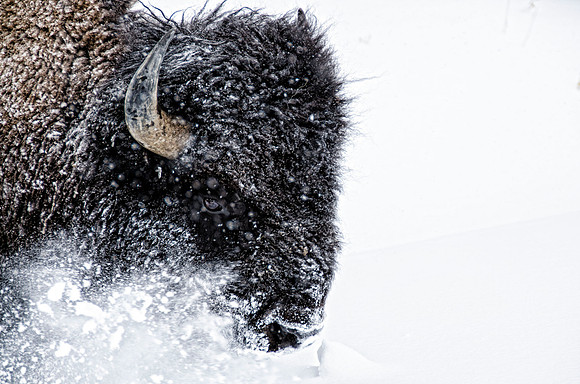 Bison bull 'snow plowing' for food
