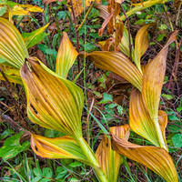 End of summer leaves