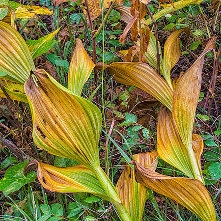 End of summer leaves