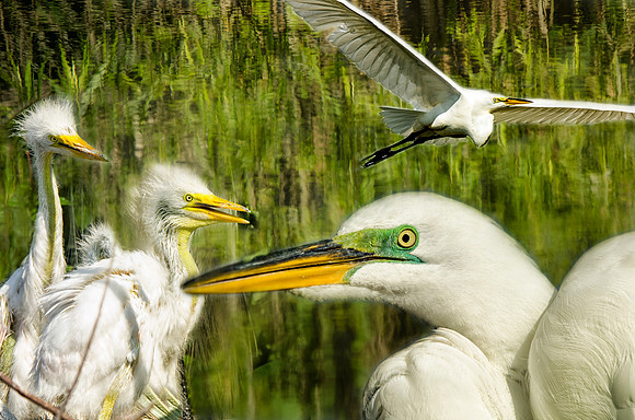 Great egret life cycle