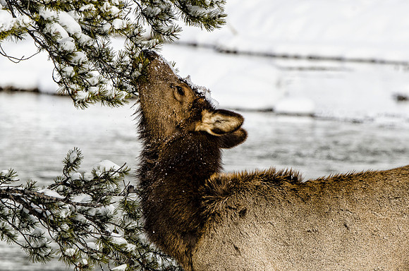 Cow elk browsing
