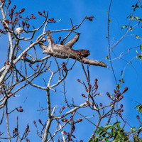 A three-toed sloth
