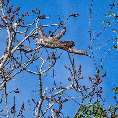 A three-toed sloth