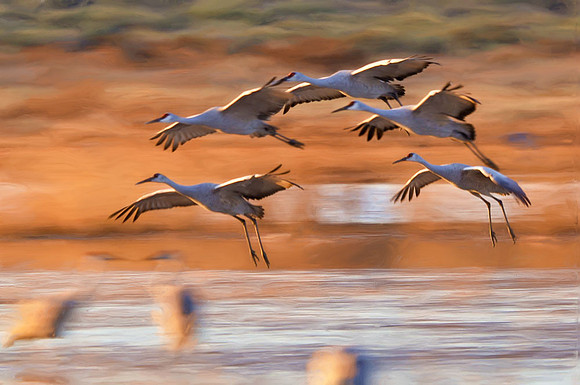 Incoming cranes