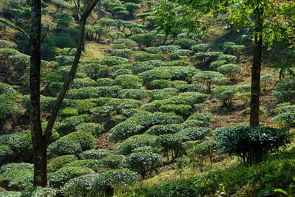 Tea plantation, southern Yunnan Province