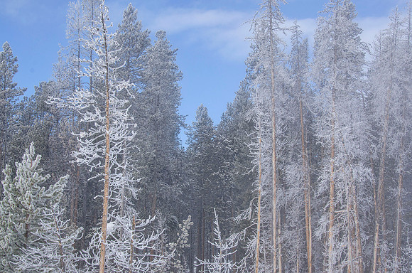 Winter wonderland #2