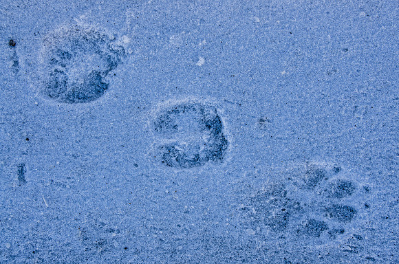 Tracks on a bridge over the Yellowstone River