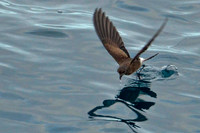Elliot's storm petrel