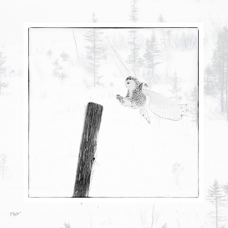 Snowy owl #10