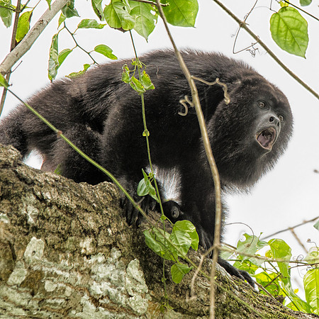 Male Black howler monkey