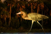 Reddish Egret #1