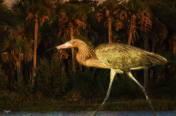 Reddish Egret #1