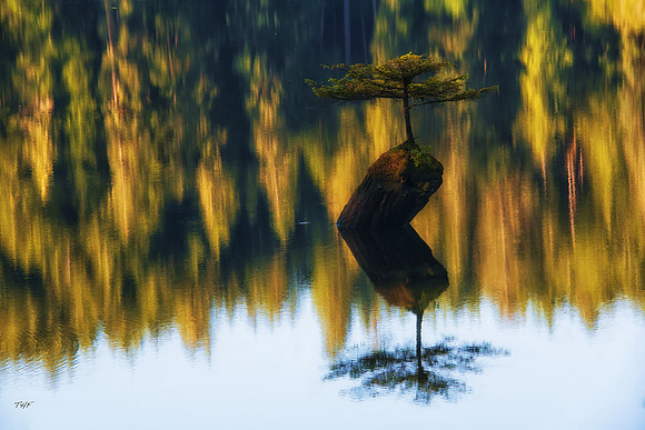 Bansai tree, Port Renfrew, Vancouver Island