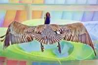 Brown Pelican