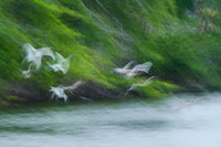 White ibises #1