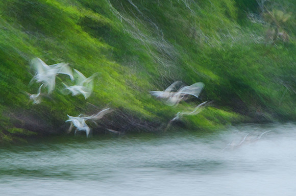 White ibises #1