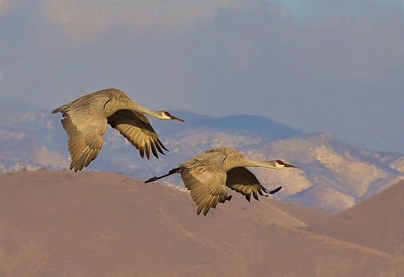 Cranes in flight