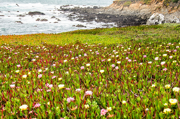 Ice plants on the coast