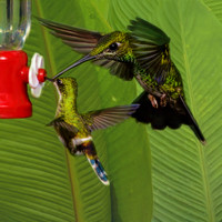 Green-crowned brilliant and black-bellied thorntail hummingbirds