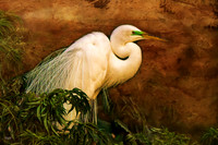 Great Egret #3