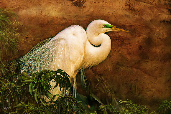 Great Egret #3
