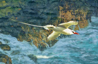 Red-billed tropic bird