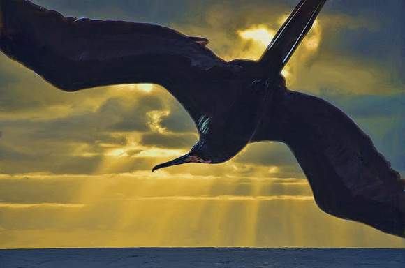 Magnificent frigate bird at sunrise