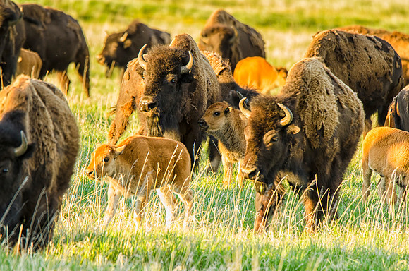 Bison families on the move