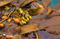 Kelp